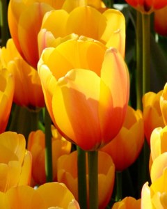 Apeldoorn's Elite.jpg